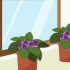 Prendersi cura delle violette del capo