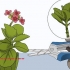 Kalanchoe in crescita