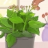 Kalanchoe da potatura