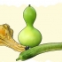 Zucche in crescita