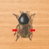 Identificazione dei coleotteri