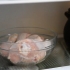 Prepara il pollo