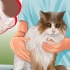 Identificazione dei grumi sul tuo gatto