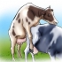 Inseminazione artificiale di vacche e manze