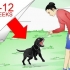 Addestramento labrador retriever