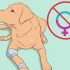 Allevamento di labrador
