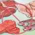 Diventa un lacto-ovo vegetariano