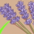 Potatura e raccolta della lavanda