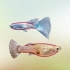 Identificazione dei guppy maschi e femmine