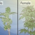Distinguere le piante di cannabis maschili da quelle femminili