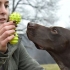 Giocare con il tuo cane