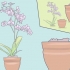 Prendersi cura delle mini orchidee