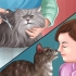 Rimuovere la colla della trappola per topi dalla zampa di un gatto