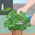 Menta da potatura