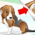 Trattare le infezioni dell'orecchio nei cani