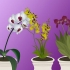 Orchidee in crescita