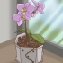 Trapianto di orchidee