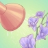 Innaffiare le orchidee