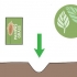 Erba di pampa in crescita