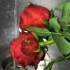 Fare profumo dai petali di rosa