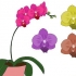 Cura delle orchidee phalenopsis (orchidee a farfalla)