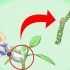 Talee di plumeria