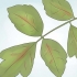Quercia velenosa disinnescata