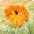 Semi di zucca arrostiti