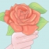Piantare rose