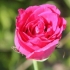 Essiccare i petali di rosa