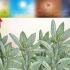 Salvia da potatura