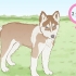 Allevamento di siberian husky