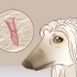 Rimuovere le etichette della pelle nei cani
