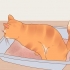 Ridurre lo stress nei gatti