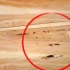 Riconoscere il danno da termite