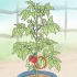 Potatura dei pomodori da cortile