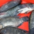 Tilapia alla griglia