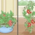 Coltivare pomodori al chiuso
