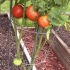 Coltivare pomodori in serra