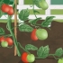Lega i pomodori