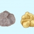 Tartufi in crescita