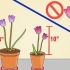 Coltivare i tulipani in vaso