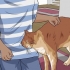 Districare la pelliccia del gatto