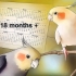 Allevamento di cockatiels