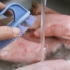Preparare le zampe di maiale