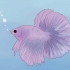 Determinare se il tuo pesce betta è malato