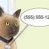 Muoversi con un gatto