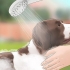 Tieni le mosche lontane dai cani