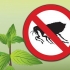 Rimuovere le pulci con la menta piperita