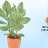 Prendersi cura di un ficus